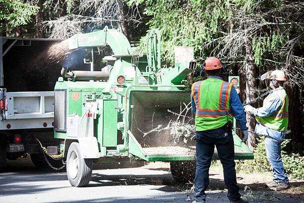 How Our Tree Care Process Works  in  Montclair State University, NJ