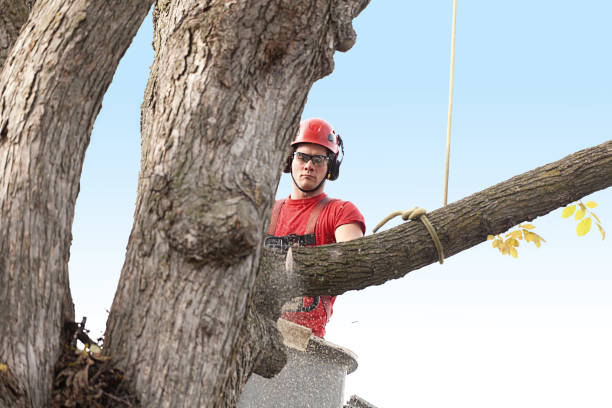 Trusted Montclair State University, NJ Tree Services Experts